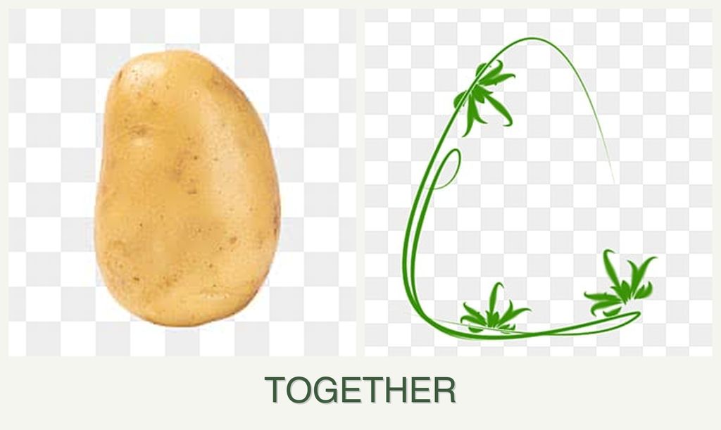 Can you plant potatoes and tarragon together?