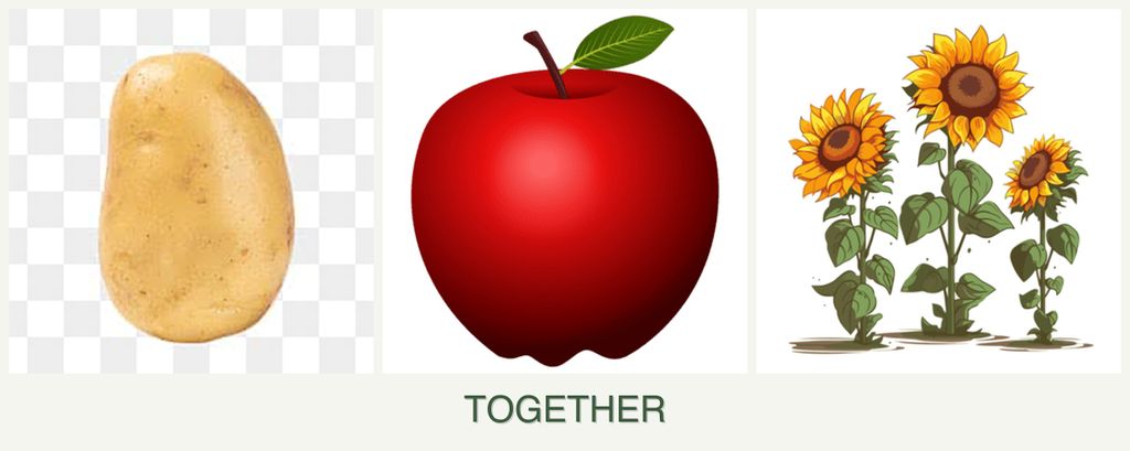 Can you plant potatoes, apples and sunflowers together?