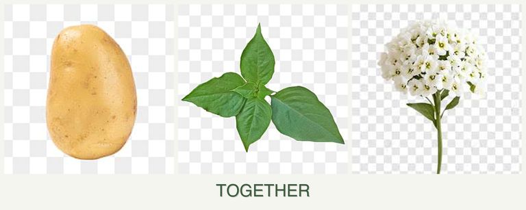 Can you plant potatoes, basil and alyssum together?
