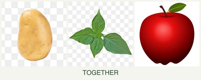 Can you plant potatoes, basil and apples together?
