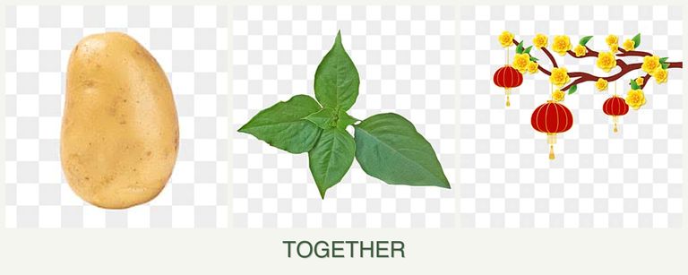 Can you plant potatoes, basil and apricots together?