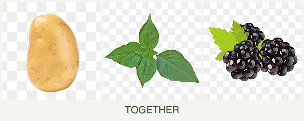 Can you plant potatoes, basil and blackberries together?