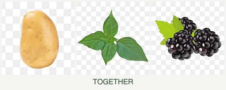 Can you plant potatoes, basil and blackberries together?