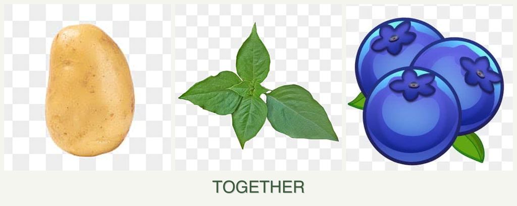 Can you plant potatoes, basil and blueberries together?