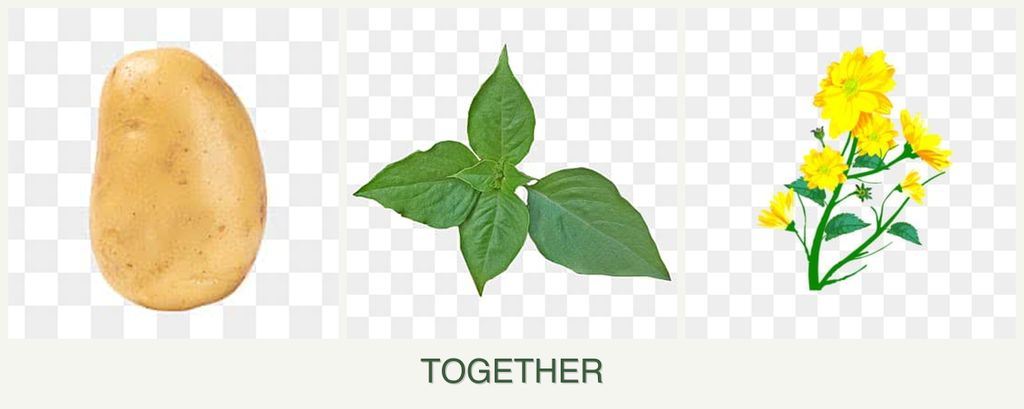 Can you plant potatoes, basil and calendula together?