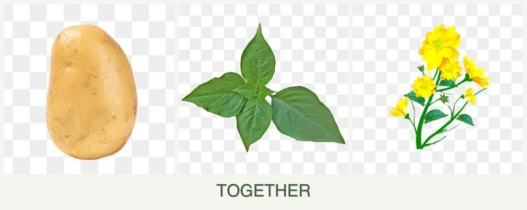Can you plant potatoes, basil and calendula together?