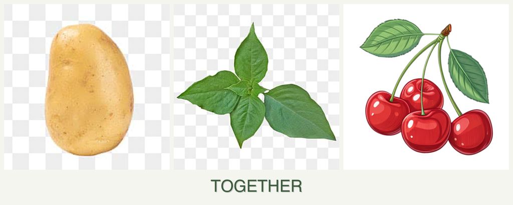 Can you plant potatoes, basil and cherries together?