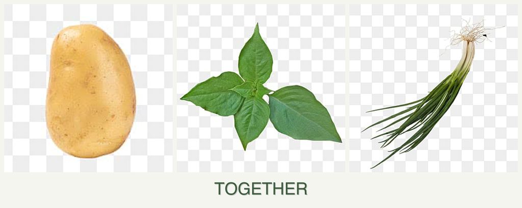 Can you plant potatoes, basil and chives together?