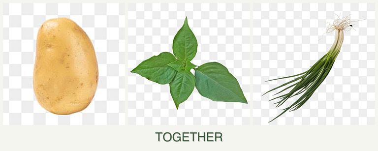 Can you plant potatoes, basil and chives together?
