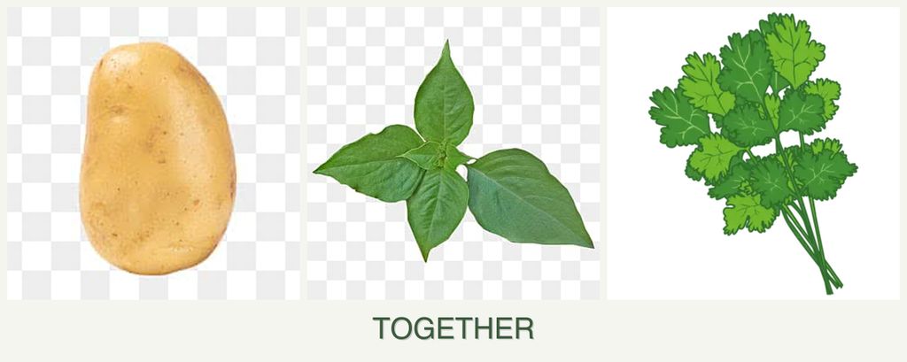 Can you plant potatoes, basil and cilantro together?
