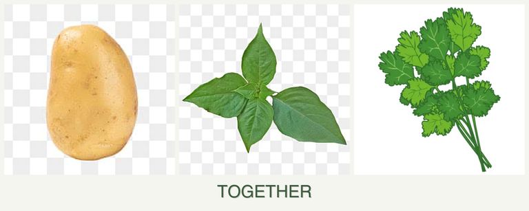 Can you plant potatoes, basil and cilantro together?