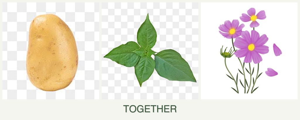 Can you plant potatoes, basil and cosmos together?