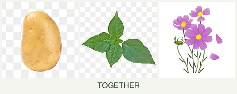 Can you plant potatoes, basil and cosmos together?