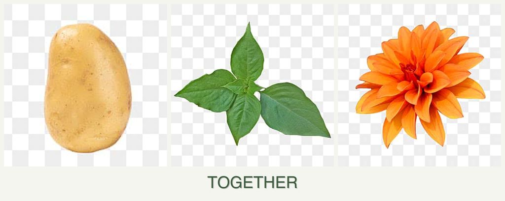 Can you plant potatoes, basil and dahlias together?