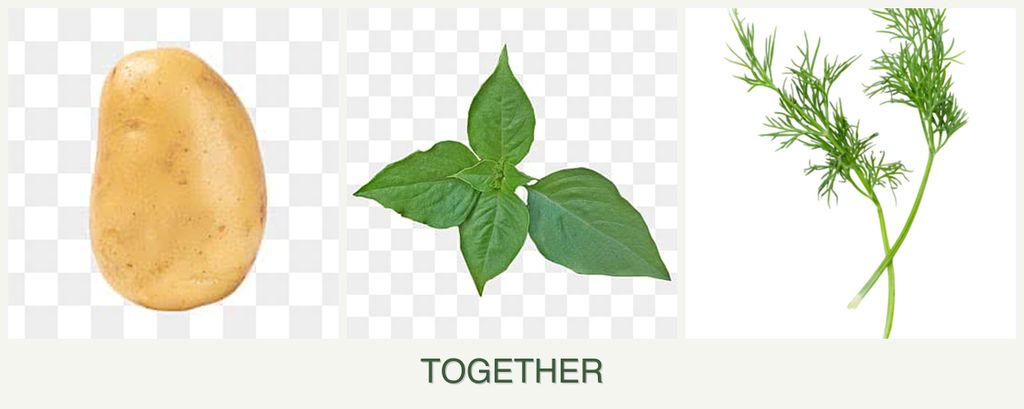 Can you plant potatoes, basil and dill together?