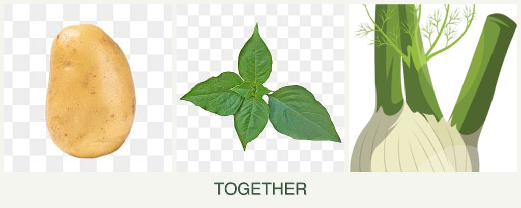 Can you plant potatoes, basil and fennel together?