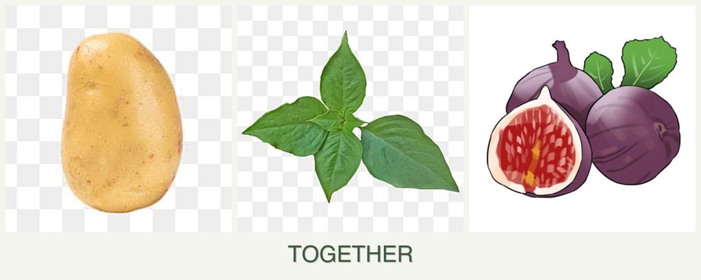 Can you plant potatoes, basil and figs together?