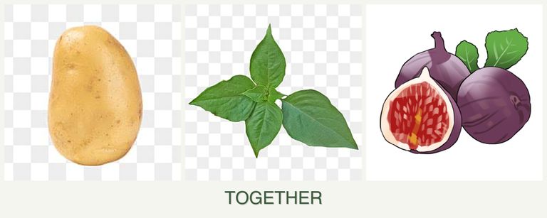 Can you plant potatoes, basil and figs together?