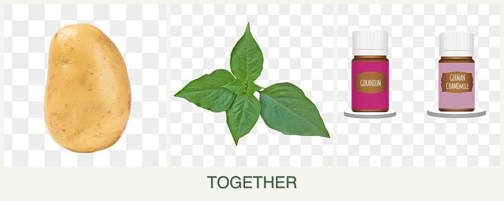 Can you plant potatoes, basil and geraniums together?
