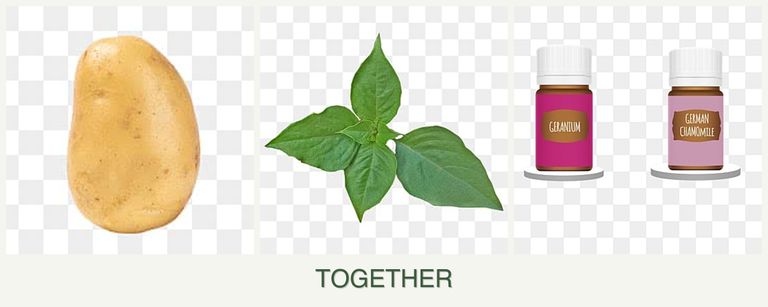 Can you plant potatoes, basil and geraniums together?