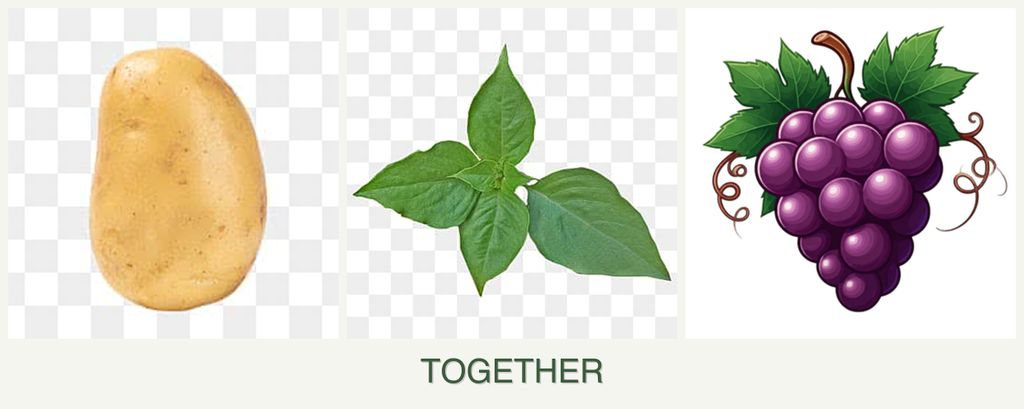 Can you plant potatoes, basil and grapes together?