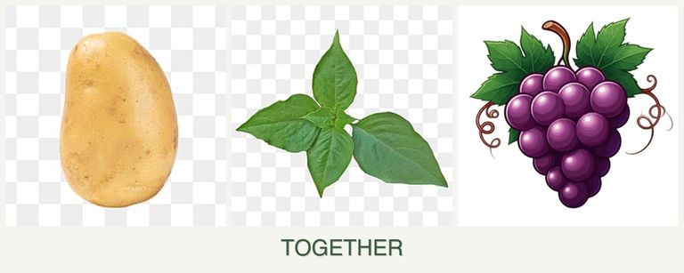 Can you plant potatoes, basil and grapes together?