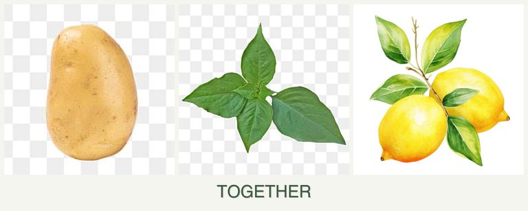 Can you plant potatoes, basil and lemons together?