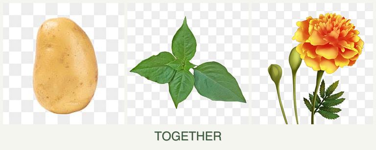 Can you plant potatoes, basil and marigolds together?