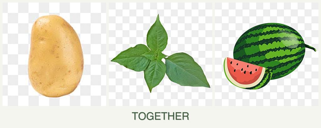Can you plant potatoes, basil and melons together?