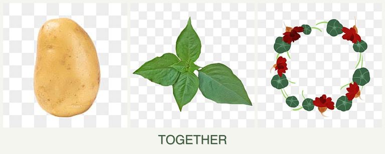 Can you plant potatoes, basil and nasturtiums together?