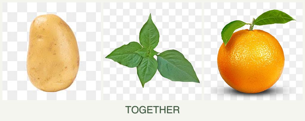 Can you plant potatoes, basil and oranges together?