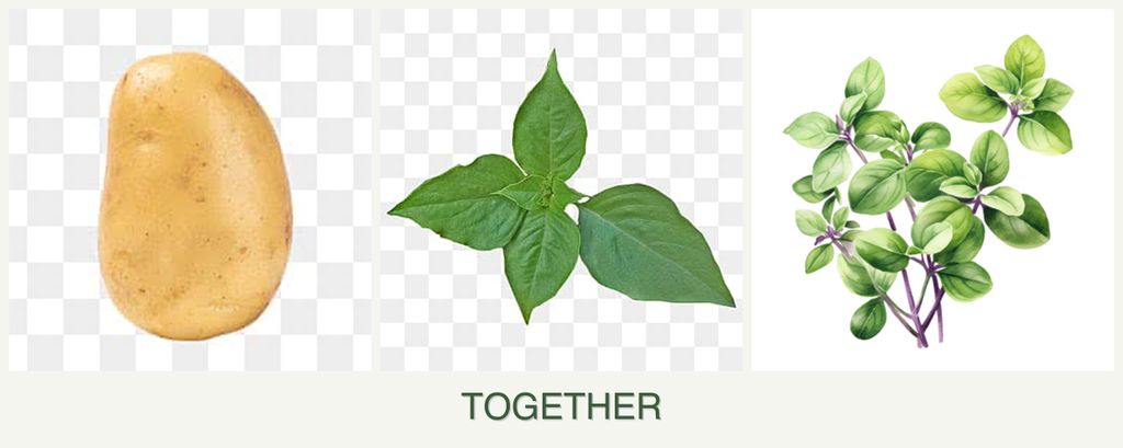Can you plant potatoes, basil and oregano together?