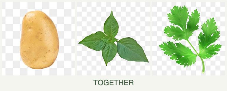 Can you plant potatoes, basil and parsley together?