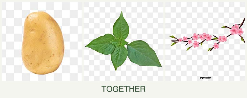 Can you plant potatoes, basil and peaches together?