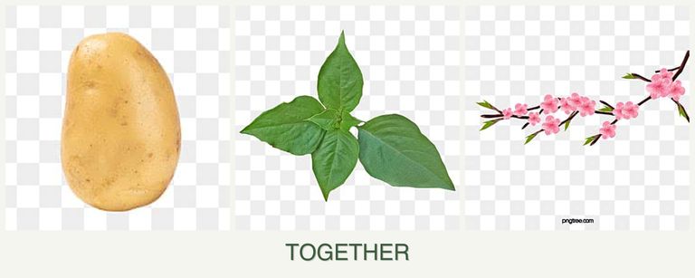 Can you plant potatoes, basil and peaches together?