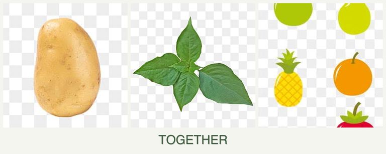 Can you plant potatoes, basil and pears together?
