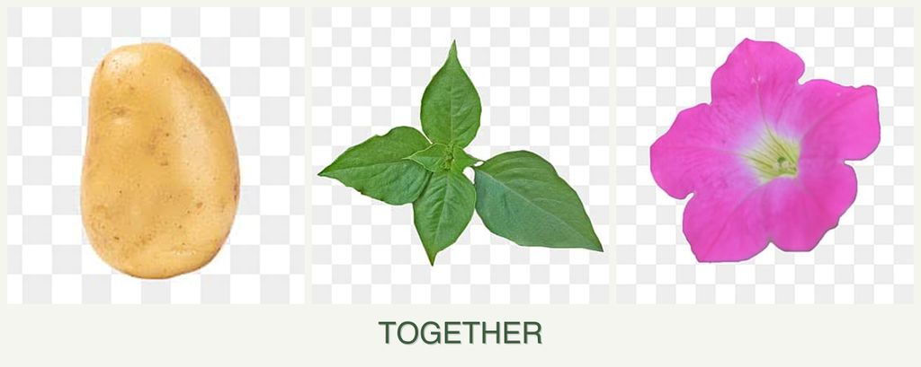 Can you plant potatoes, basil and petunias together?