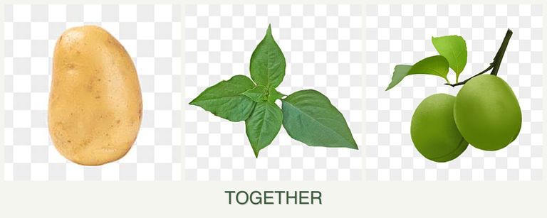 Can you plant potatoes, basil and plums together?