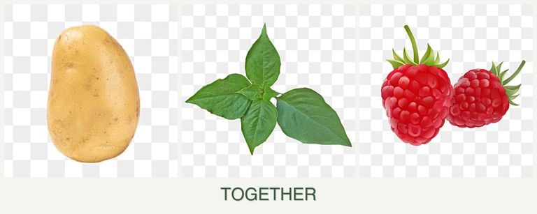 Can you plant potatoes, basil and raspberries together?