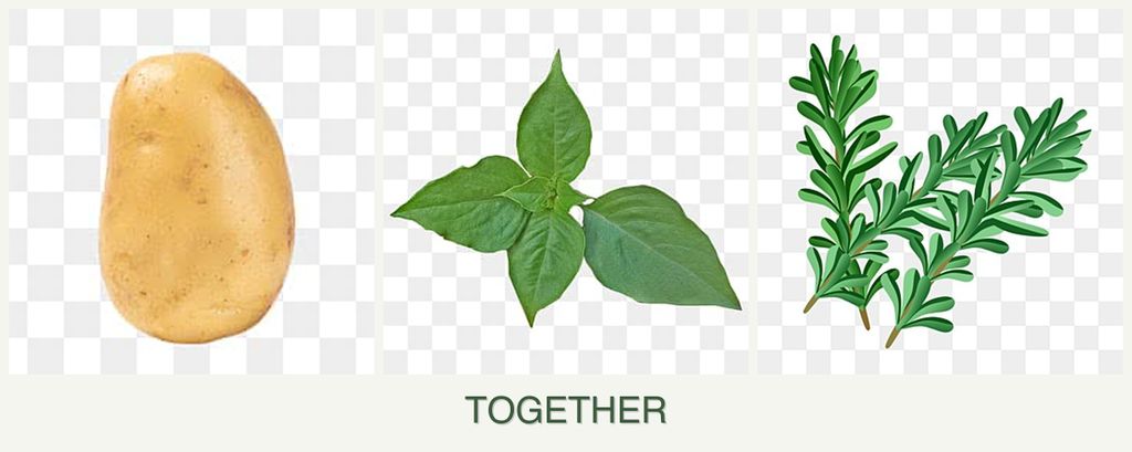 Can you plant potatoes, basil and rosemary together?