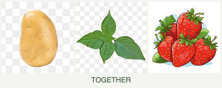 Can you plant potatoes, basil and strawberries together?