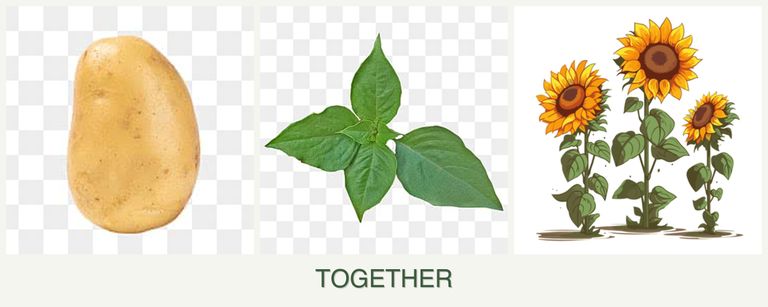 Can you plant potatoes, basil and sunflowers together?