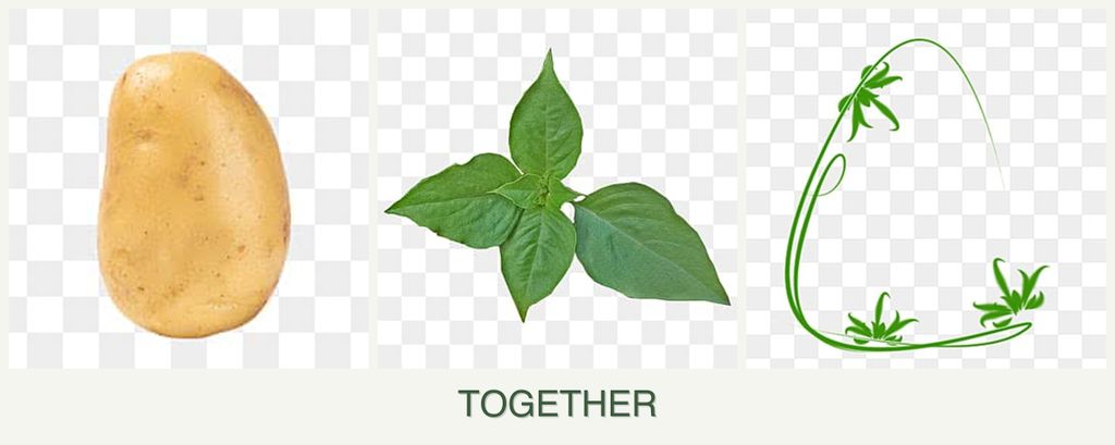 Can you plant potatoes, basil and tarragon together?