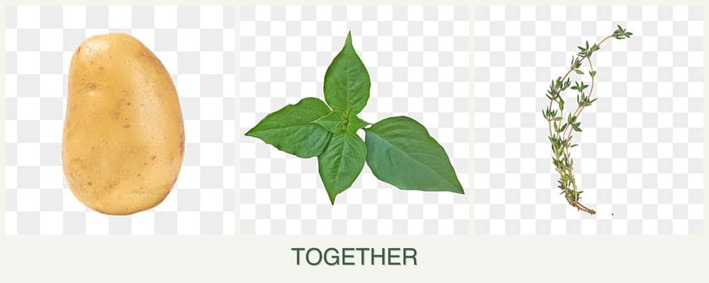 Can you plant potatoes, basil and thyme together?