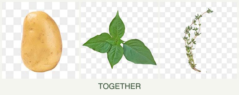 Can you plant potatoes, basil and thyme together?