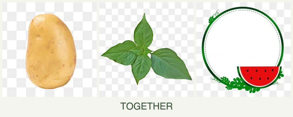 Can you plant potatoes, basil and watermelons together?