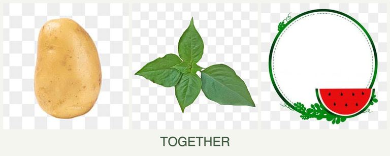 Can you plant potatoes, basil and watermelons together?