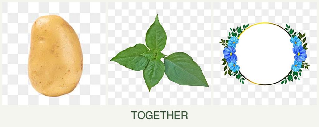 Can you plant potatoes, basil and zinnias together?
