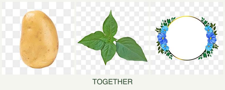 Can you plant potatoes, basil and zinnias together?