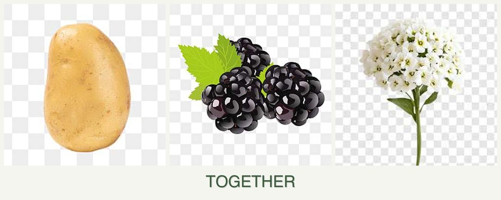 Can you plant potatoes, blackberries and alyssum together?